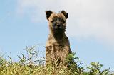 CAIRN TERRIER 508